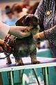 Crufts2011_2 1242